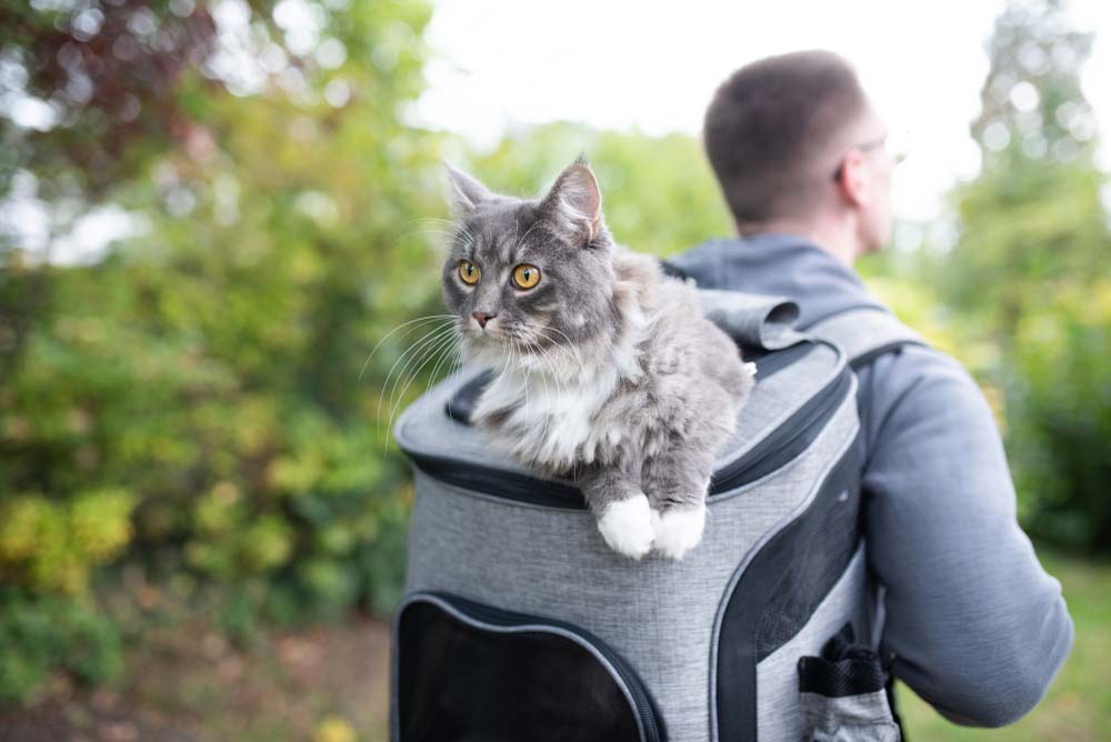 Camino de Santiago con mascotas